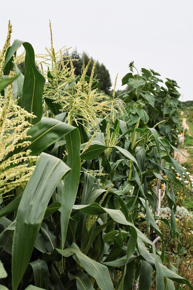Strawberry Popcorn Corn Seeds - 150 Zea Mays Vegetable Seeds, Red - Image 9