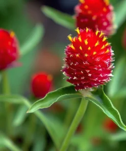 Strawberry Red Gomphrena Seeds - 25 Count - Vibrant Globe Blooms - Image 2
