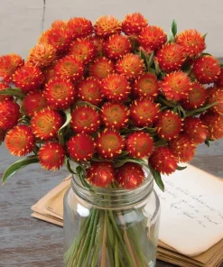 Strawberry Red Gomphrena Seeds - 25 Count - Vibrant Globe Blooms - Image 3