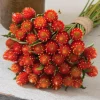 Strawberry Red Gomphrena Seeds - 25 Count - Vibrant Globe Blooms - Image 1