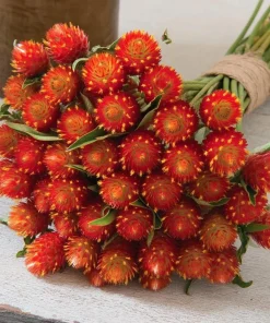 Strawberry Red Gomphrena Seeds - 25 Count - Vibrant Globe Blooms - Image 1