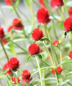 Strawberry Red Gomphrena Seeds - 25 Count - Vibrant Globe Blooms - Image 4