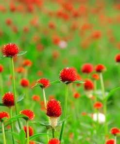 Strawberry Red Gomphrena Seeds - 25 Count - Vibrant Globe Blooms - Image 5