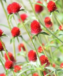 Strawberry Red Gomphrena Seeds - 25 Count - Vibrant Globe Blooms - Image 7