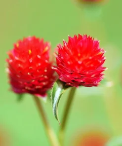 Strawberry Red Gomphrena Seeds - 25 Count - Vibrant Globe Blooms - Image 8