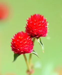 Strawberry Red Gomphrena Seeds - 25 Count - Vibrant Globe Blooms - Image 9