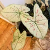 Strawberry Star Caladium Live Plant - Fancy Leaf Elephant Ear Tropical - Image 1