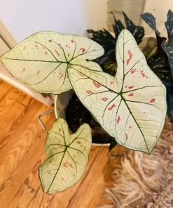 Strawberry Star Caladium Live Plant - Fancy Leaf Elephant Ear Tropical - Image 1