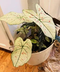 Strawberry Star Caladium Live Plant – Vibrant Pink & Green Foliage Indoor - Image 2