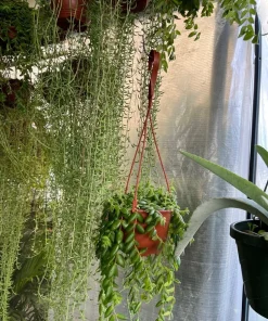 String of Bananas Live Plant - Potted Trailing Succulent Houseplant - Image 1