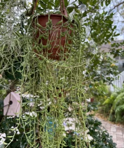 String of Bananas Live Plant - Potted Trailing Succulent Houseplant - Image 4