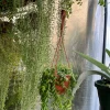 String of Bananas Live Succulent Plant - Senecio radicans Potted Houseplant - Image 1