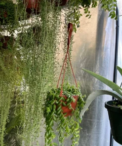 String of Bananas Live Succulent Plant - Senecio radicans Potted Houseplant - Image 1