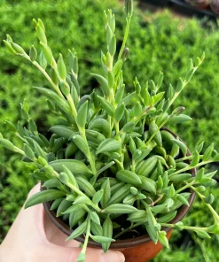 String of Bananas Succulent Live Plant – Trailing Hanging Plant in 4'' Pot - Image 2