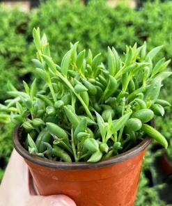 String of Bananas Succulent Live Plant – Trailing Hanging Plant in 4'' Pot - Image 3