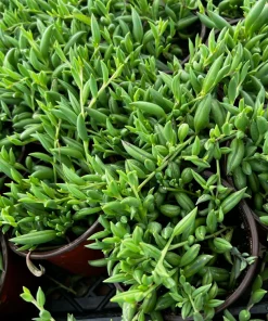 String of Bananas Succulent Live Plant – Trailing Hanging Plant in 4'' Pot - Image 4