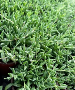 String of Bananas Succulent Live Plant – Trailing Hanging Plant in 4'' Pot - Image 5