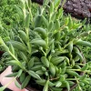 String of Bananas Succulent Live Plant – Trailing Hanging Plant in 4'' Pot - Image 1