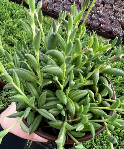 String of Bananas Succulent Live Plant – Trailing Hanging Plant in 4'' Pot - Image 1