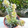 String of Buttons Succulent Live Plant – Crassula perforata – 4'' Pot – Indoor/Outdoor - Image 1