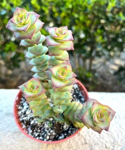String of Buttons Succulent Live Plant – Crassula perforata – 4'' Pot – Indoor/Outdoor - Image 1