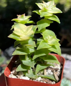 String of Buttons Trailing Succulent Live Plant - Crassula perforata - 2 inch Pot - Image 2