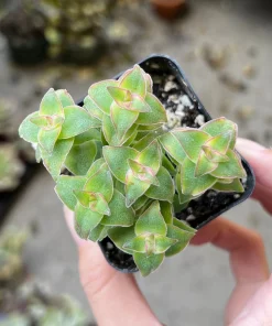 String of Buttons Trailing Succulent Live Plant - Crassula perforata - 2 inch Pot - Image 3