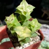 String of Buttons Trailing Succulent Live Plant - Crassula perforata - 2 inch Pot - Image 1