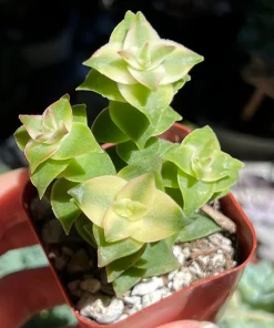 String of Buttons Trailing Succulent Live Plant - Crassula perforata - 2 inch Pot - Image 1
