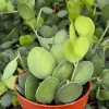 String of Coins Live Plant - Silver Dollar Vine - Xerosicyos Danguyi - 4 inch Pot - Image 1