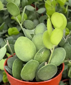 String of Coins Live Plant - Silver Dollar Vine - Xerosicyos Danguyi - 4 inch Pot - Image 1