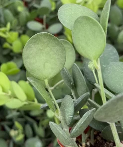 String of Coins Live Plant - Silver Dollar Vine - Xerosicyos Danguyi - 4 inch Pot - Image 2