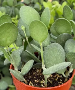 String of Coins Live Plant - Silver Dollar Vine - Xerosicyos Danguyi - 4 inch Pot - Image 3
