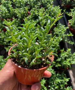 String of Dolphins Trailing Succulent Live Plant - 4'' Pot Potted Houseplant - Image 2