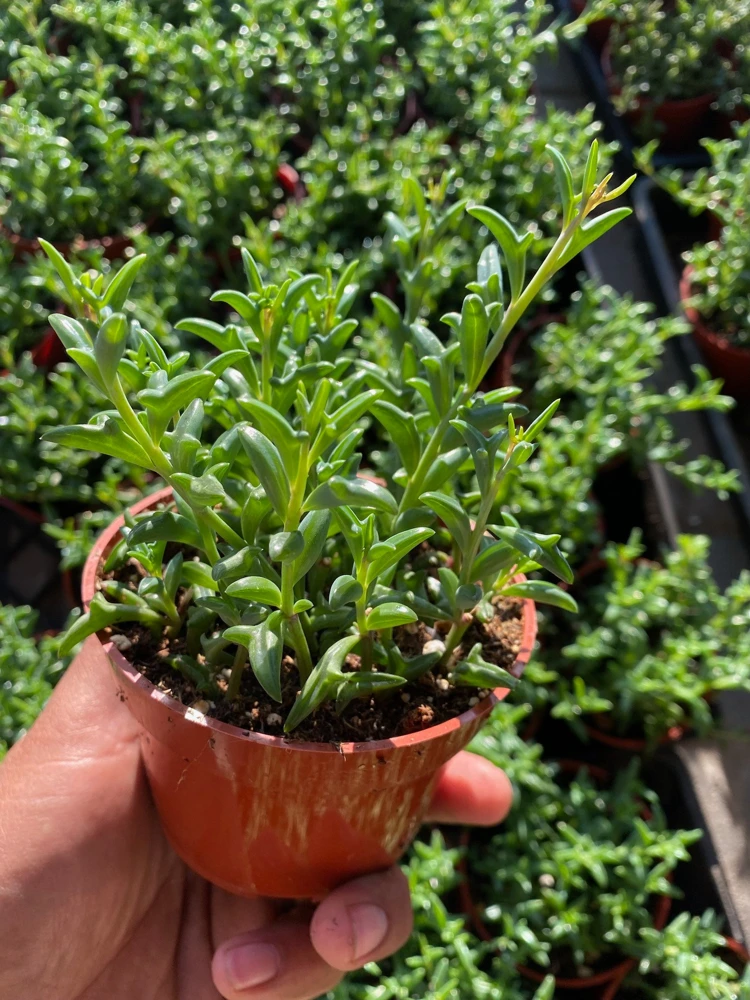 String of Dolphins Trailing Succulent Live Plant - 4'' Pot Potted Houseplant - Image 2