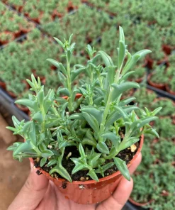 String of Dolphins Trailing Succulent Live Plant - 4'' Pot Potted Houseplant - Image 3