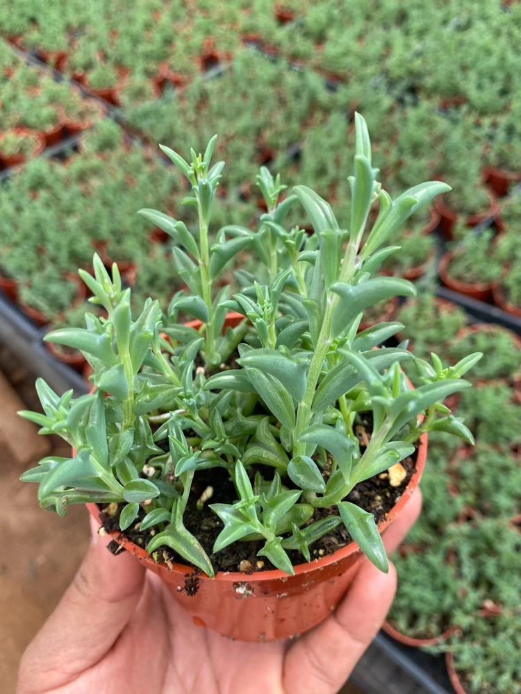 String of Dolphins Trailing Succulent Live Plant - 4'' Pot Potted Houseplant - Image 3