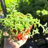 String of Dolphins Trailing Succulent Live Plant - 4'' Pot Potted Houseplant - Image 1