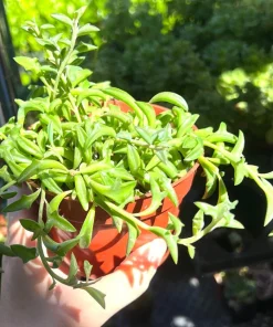 String of Dolphins Trailing Succulent Live Plant - 4'' Pot Potted Houseplant - Image 1