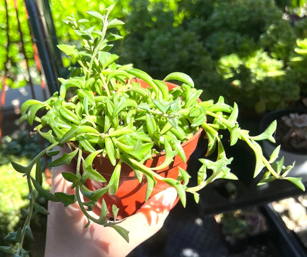 String of Dolphins Trailing Succulent Live Plant - 4'' Pot Potted Houseplant - Image 1