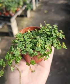 String of Frogs Ficus Pumila Quercifolia Live Plant 3in Pot Trailing Houseplant - Image 2