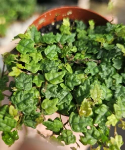 String of Frogs Ficus Pumila Quercifolia Live Plant 3in Pot Trailing Houseplant - Image 4