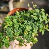String of Frogs Ficus Pumila Quercifolia Live Plant 3in Pot Trailing Houseplant - Image 1