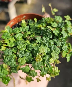 String of Frogs Ficus Pumila Quercifolia Live Plant 3in Pot Trailing Houseplant - Image 1