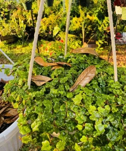String of Frogs Live Hanging Plant – Rare Trailing Indoor Houseplant - Image 2