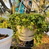 String of Frogs Live Hanging Plant – Rare Trailing Indoor Houseplant - Image 1