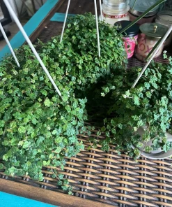 String of Frogs Live Plant Cutting with Pot & Soil - Rare Trailing Houseplant - Image 2