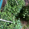 String of Frogs Live Plant Cutting with Pot & Soil - Rare Trailing Houseplant - Image 1