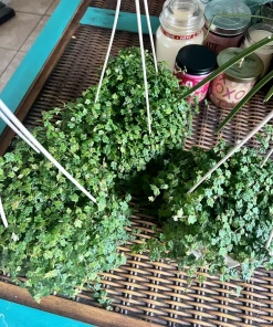 String of Frogs Live Plant Potted - Unique Trailing Houseplant - Image 3