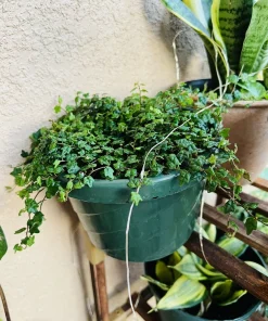 String of Frogs Live Plant - Rare Trailing Indoor Houseplant in 2 or 4 Inch Pot - Image 2